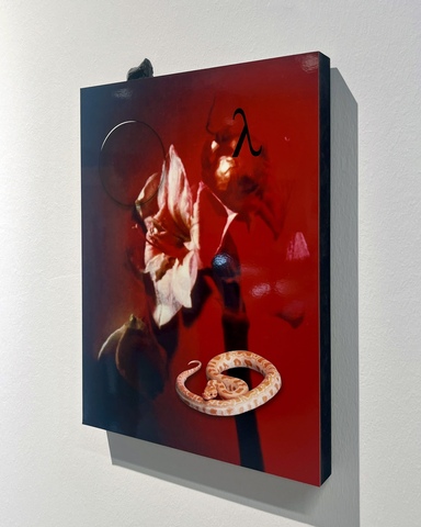 Flaming Lily - RADAR